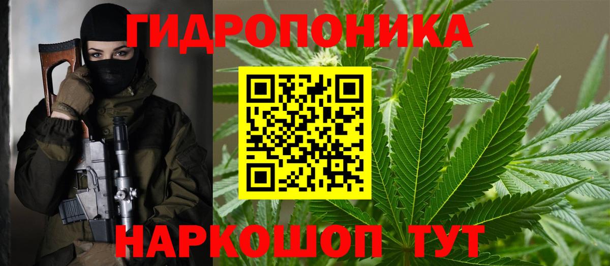 Каннабис индика Майкоп